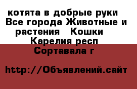 котята в добрые руки - Все города Животные и растения » Кошки   . Карелия респ.,Сортавала г.